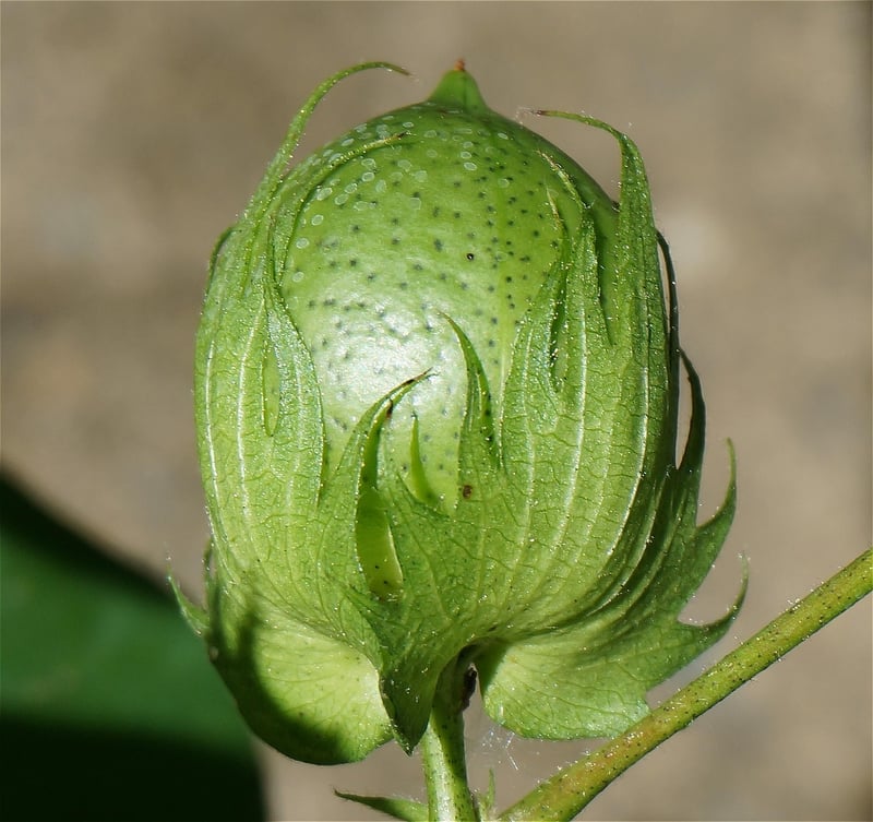 Organic Cotton